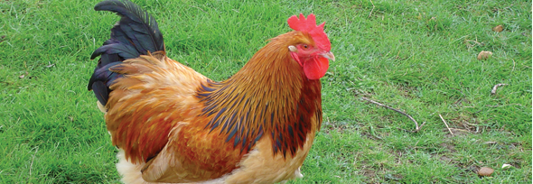 Poultry housing and shelters by Rushton Pet & Poultry